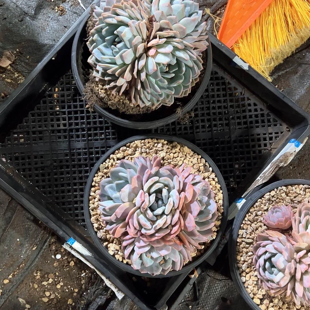 y***è多肉植物一物一拍