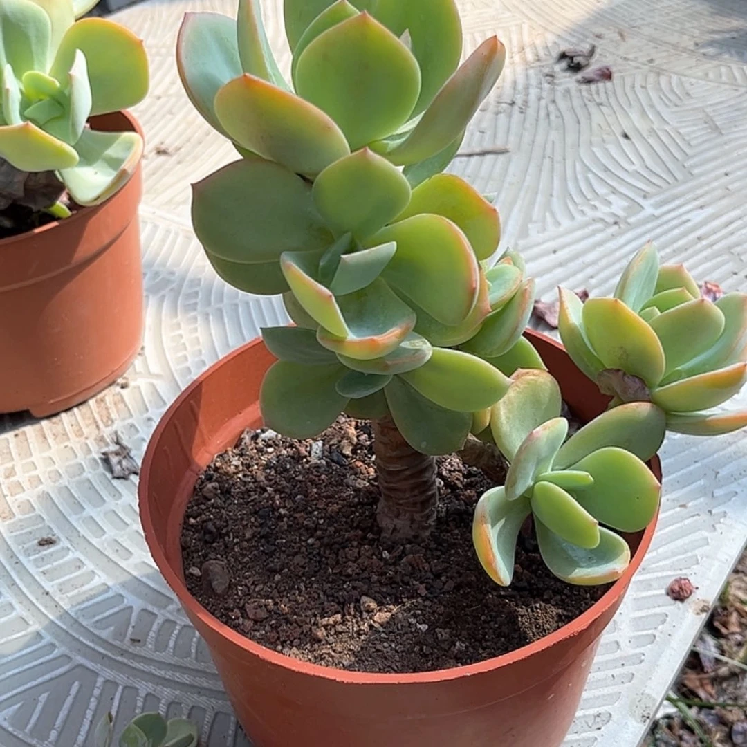 【闪购商品】无花朵晴*?
