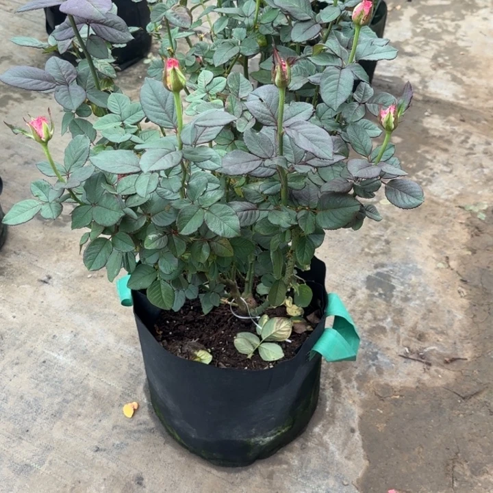 袁***袁完全开放精品月季花