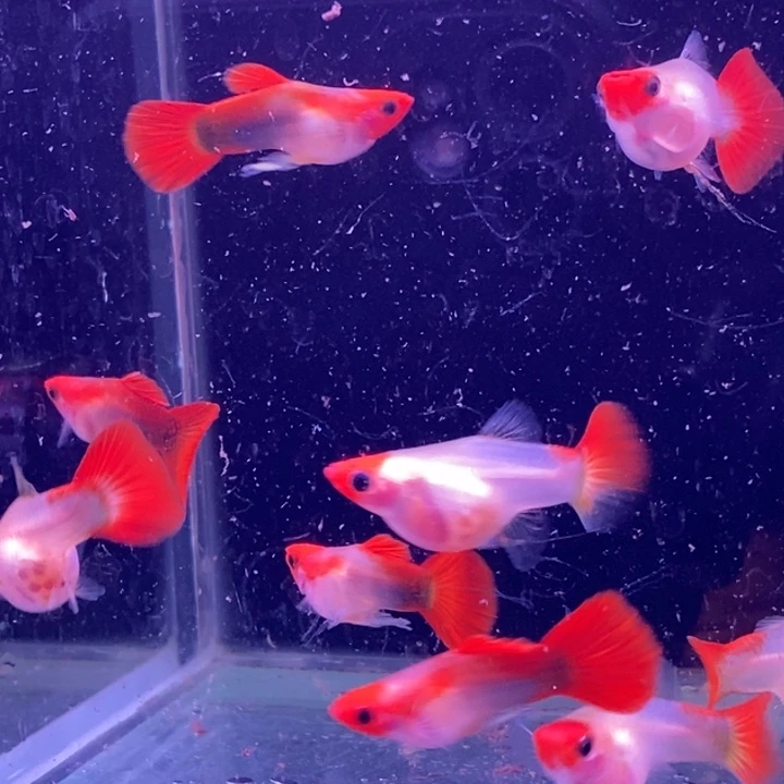 孔雀鱼红头玻璃猫10条