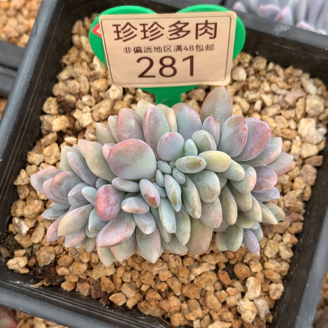 深*粉兔缀化一物一拍281