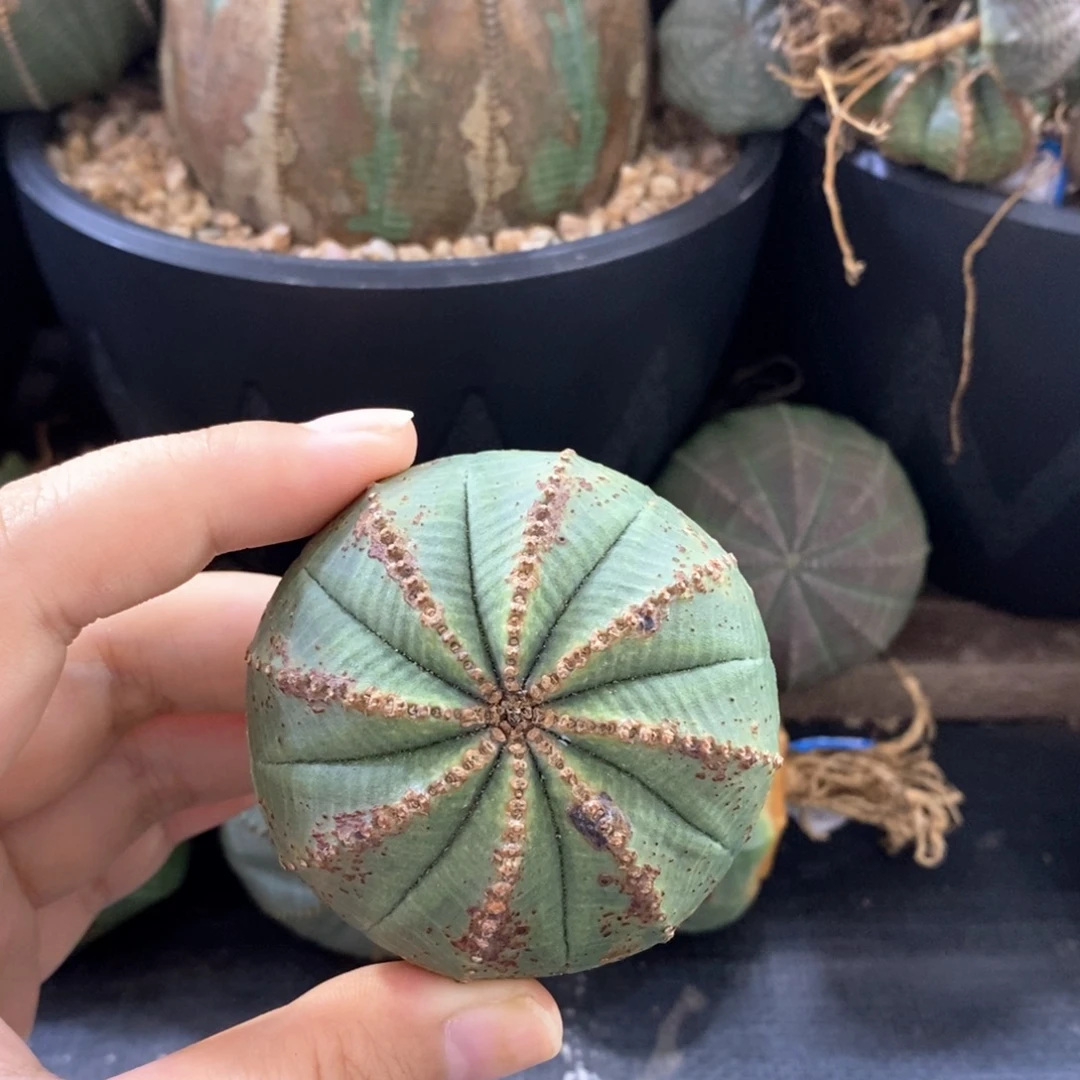 3欧系实生布纹球 一物一拍