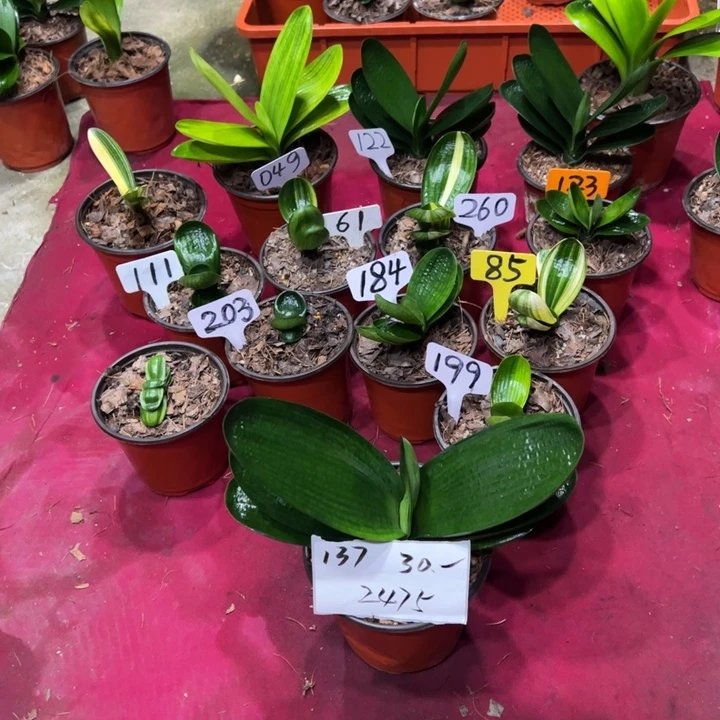 用***4当前无花栽培后可以开花