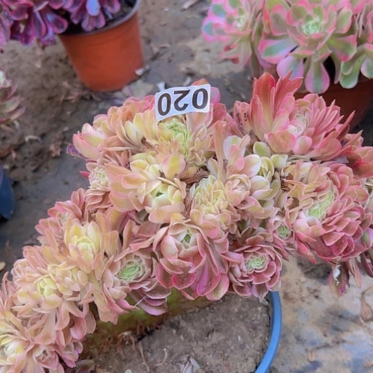 三***夜多肉植物一个法师