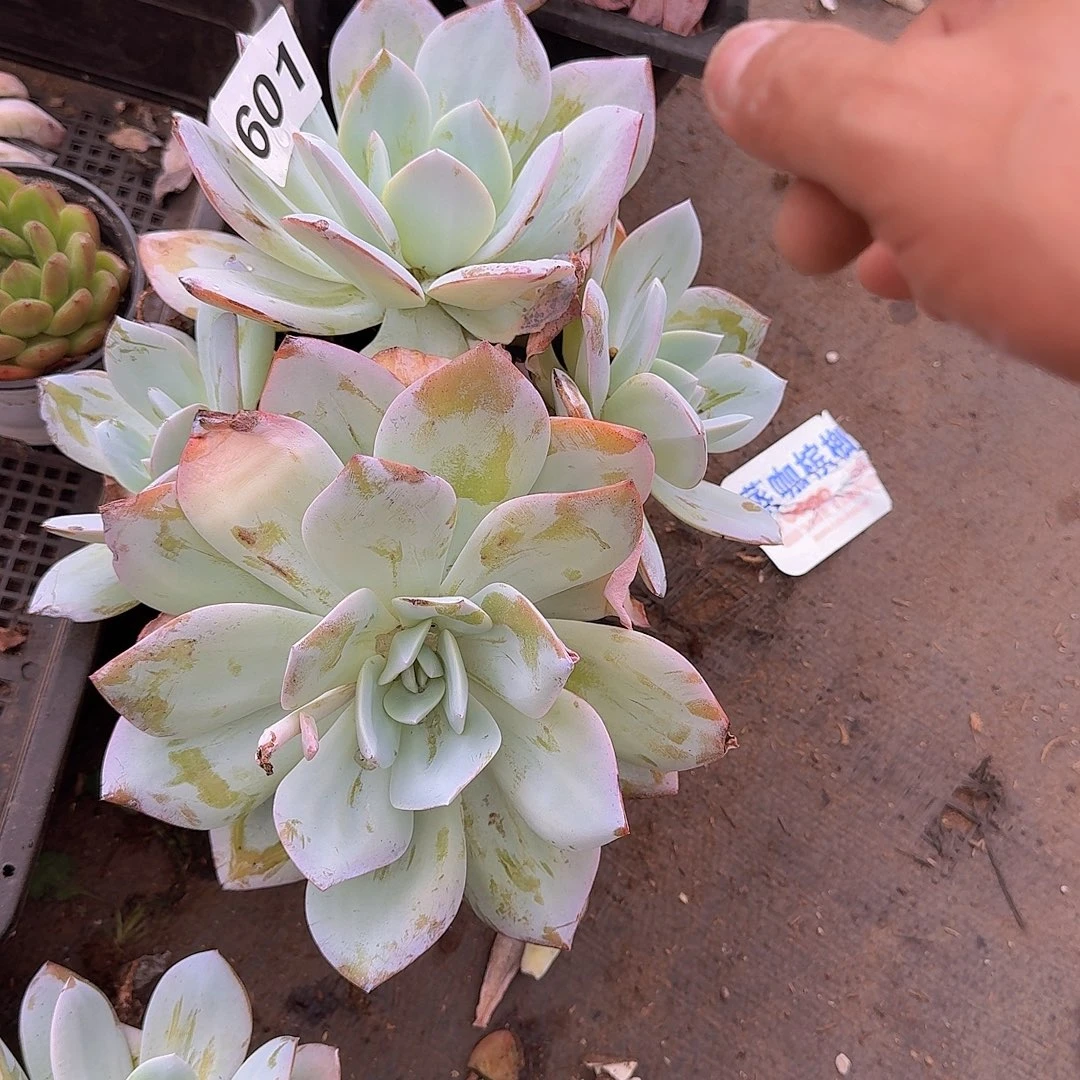 ❥***）601奶茶一个一物一拍