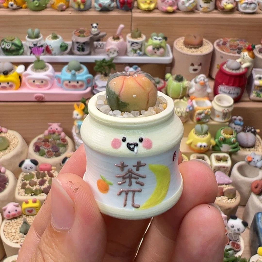 多肉植物143号兜锦