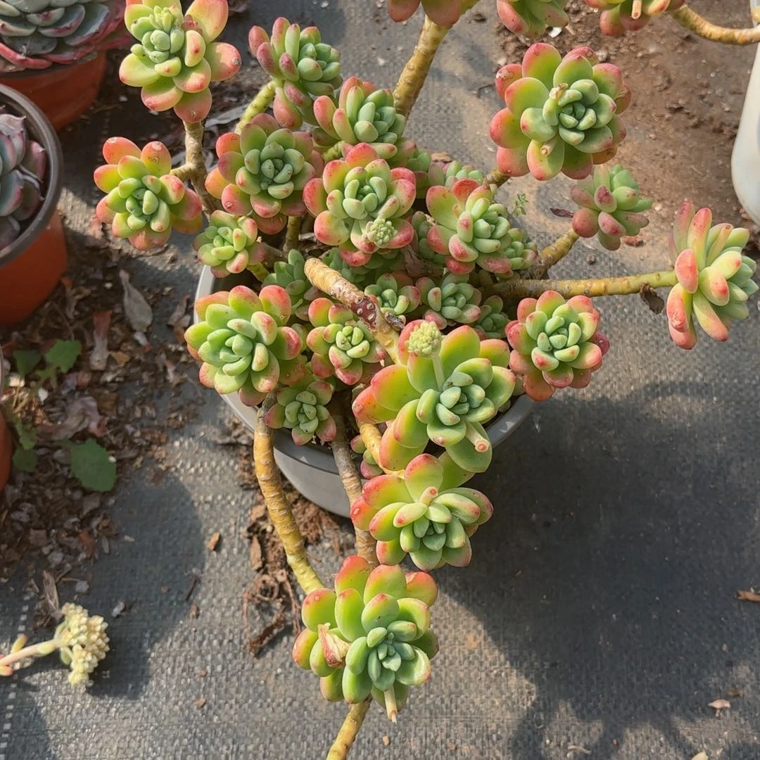 莓***?香格里拉20-35。