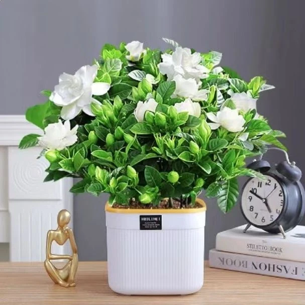 【大叶栀子花】带花苞室内绿植盆栽水培四季开花花卉大全除甲醛好养