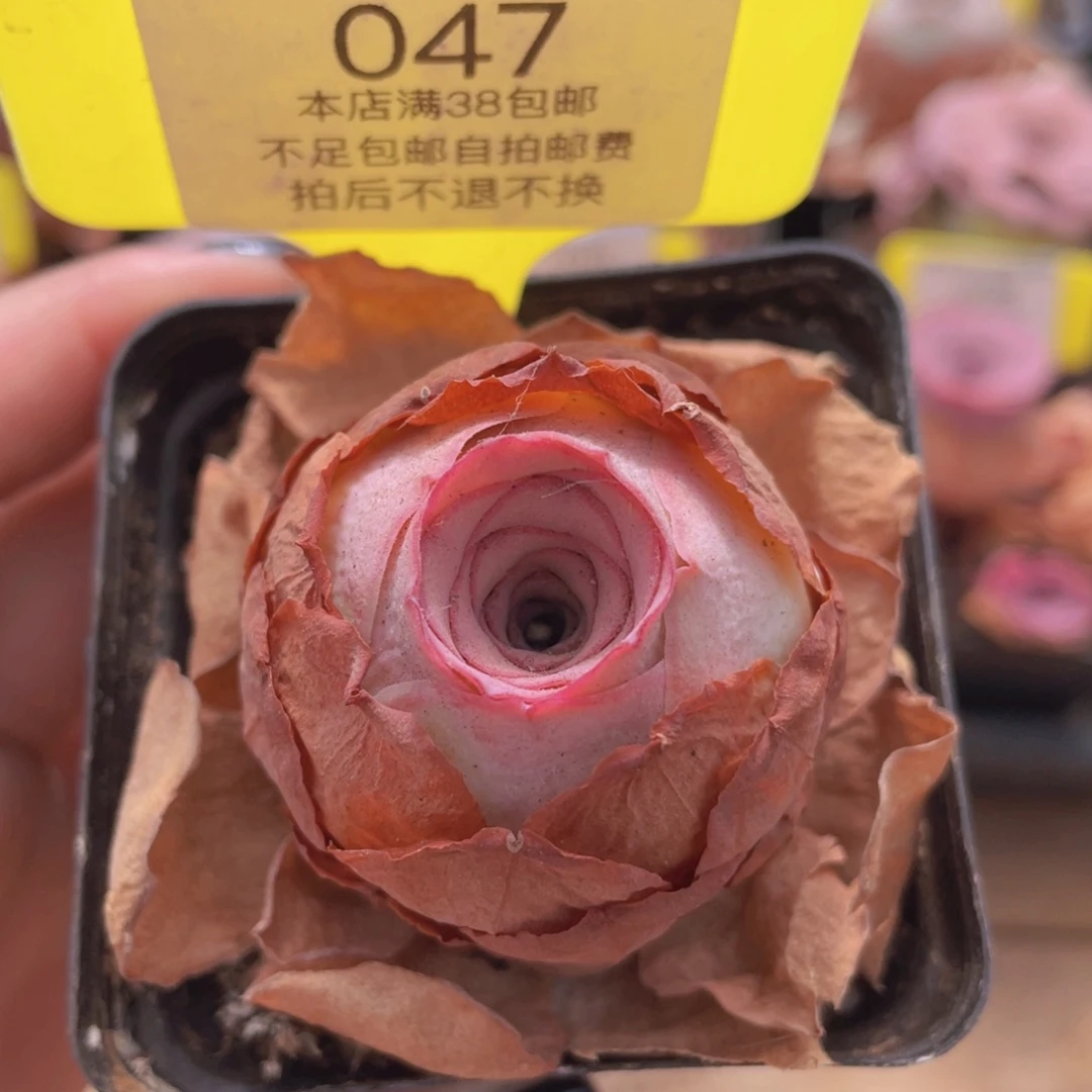 山地玫瑰047满38包邮偏远地区除外裸根发货