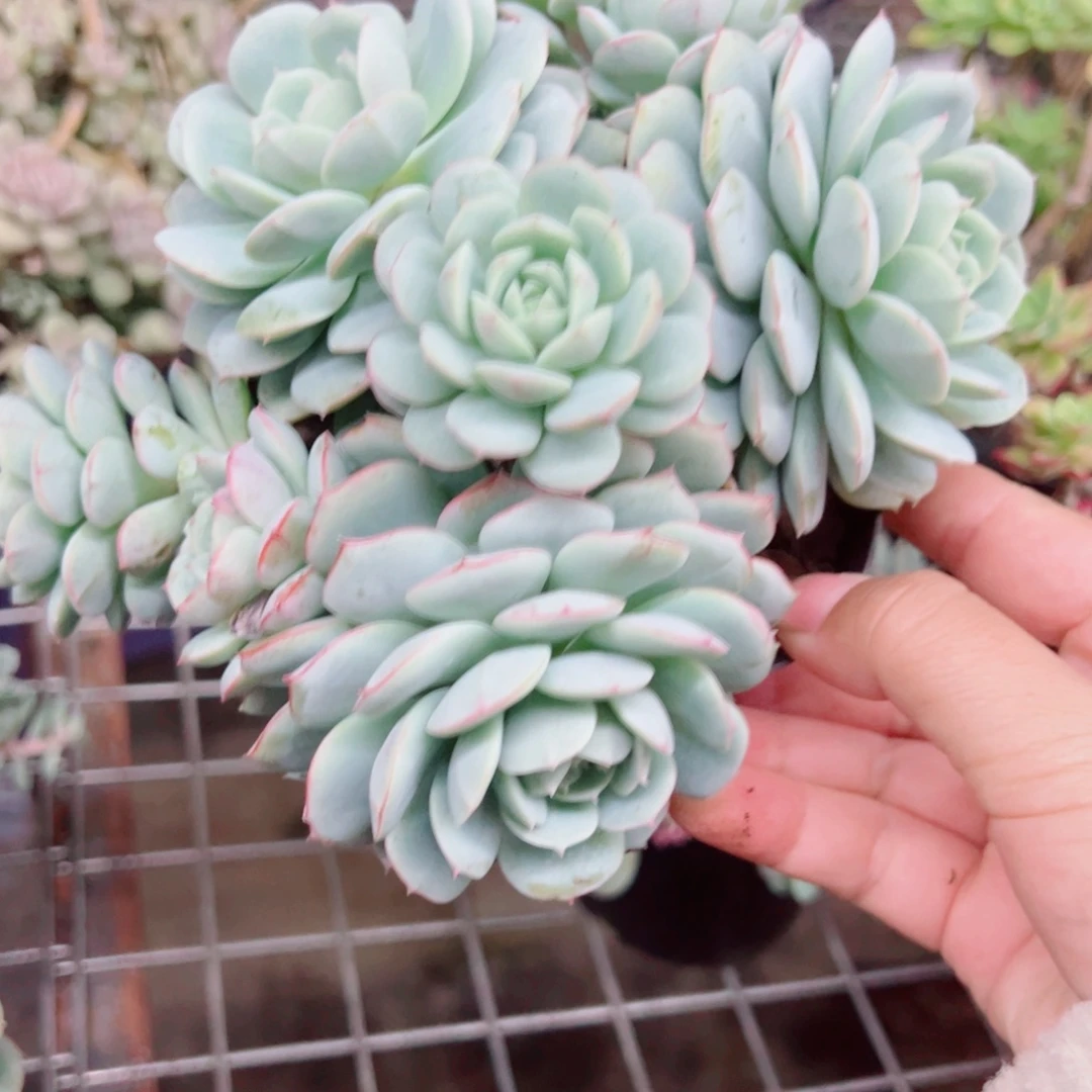 香草杂整装整群老桩