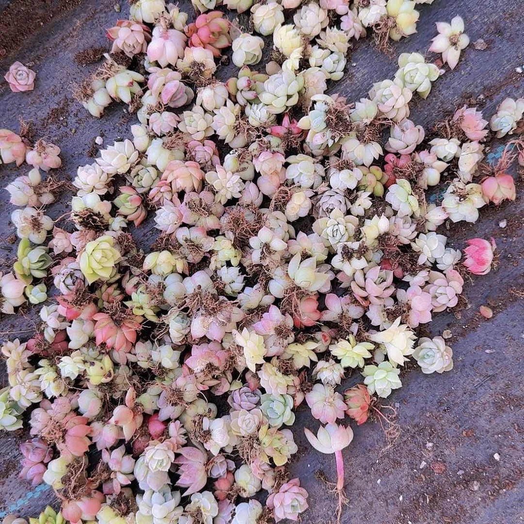 饭盒小苗保底100颗以上量拍