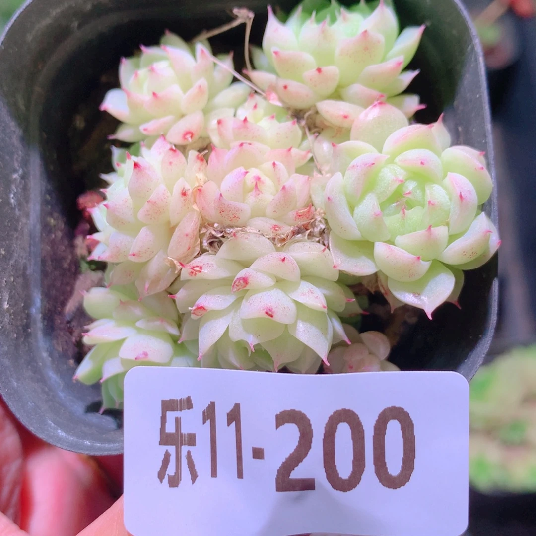 乐然11-200 麦秆群