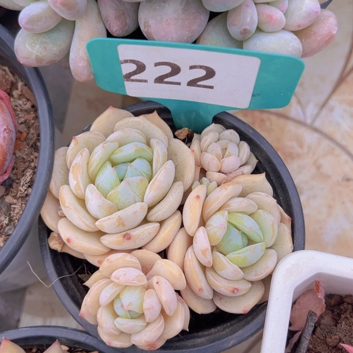 健健康康平平安安