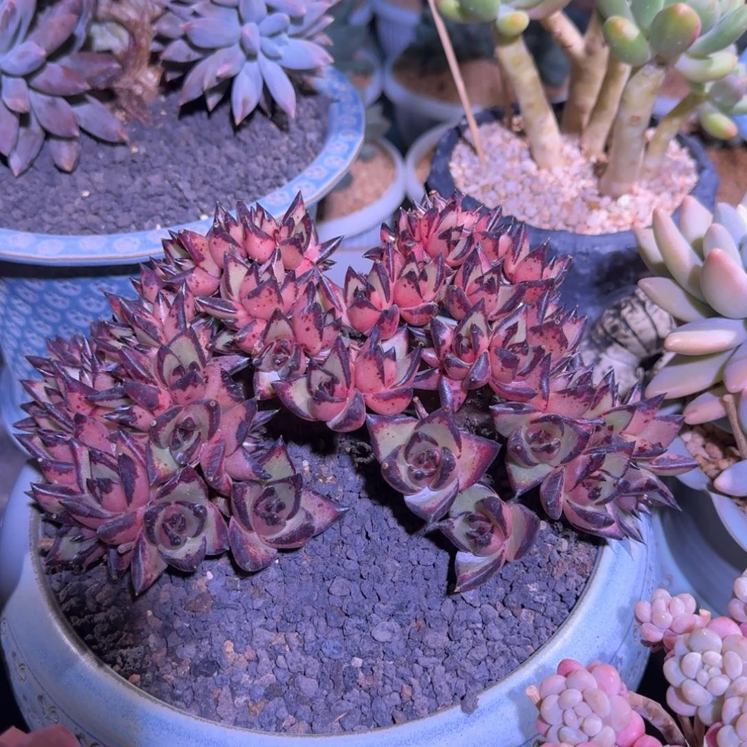 乌木 树缀 一物一拍