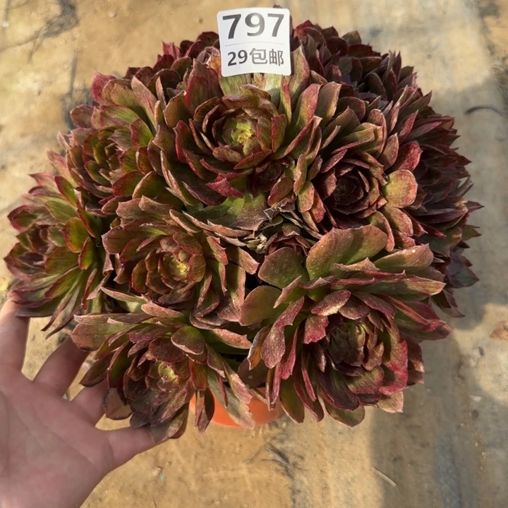 红丝绒……多肉植物……