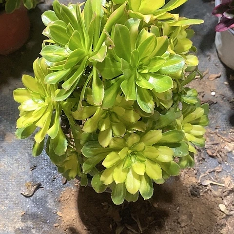 647霓裳多肉法师锦