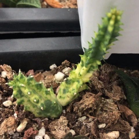多肉锦多肉植物盆栽
