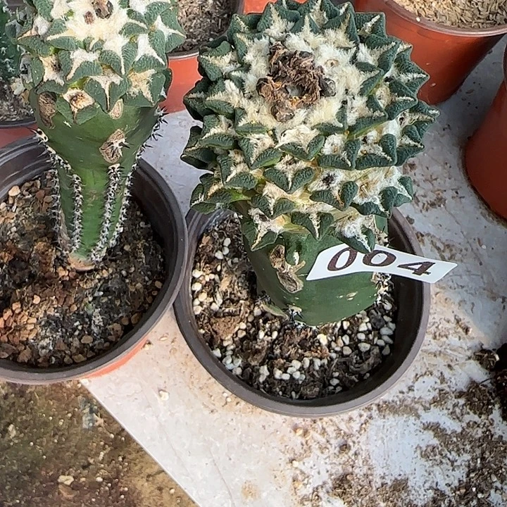 得***缘无花朵苗接黑牡丹004