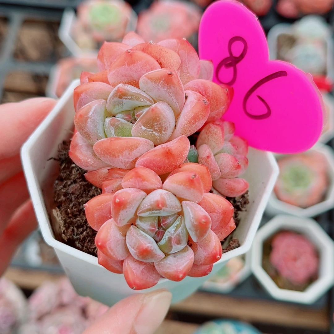 86号小老桩糖心群