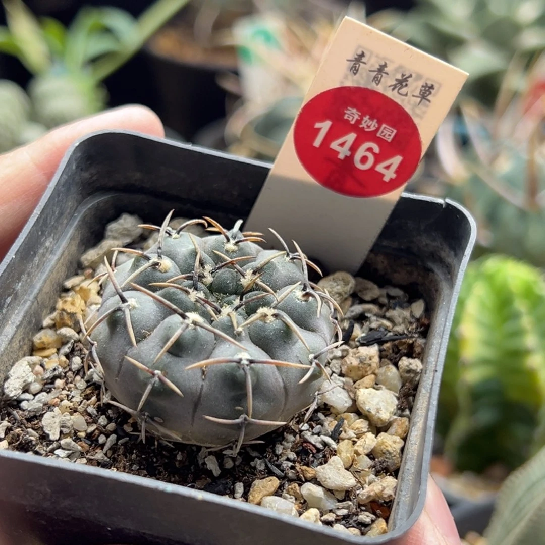 实生黑刺球一棵仙人球