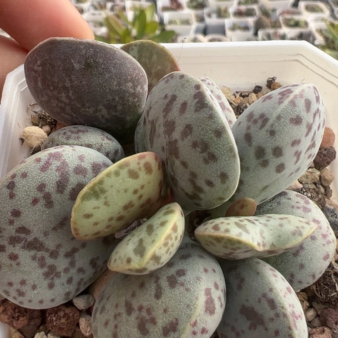 阴阳头阴阳斑老桩多头花蛋237