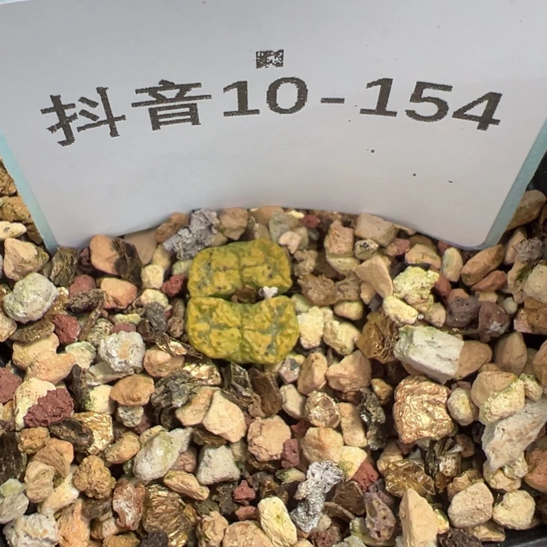 10-155绿野仙踪多肉植物