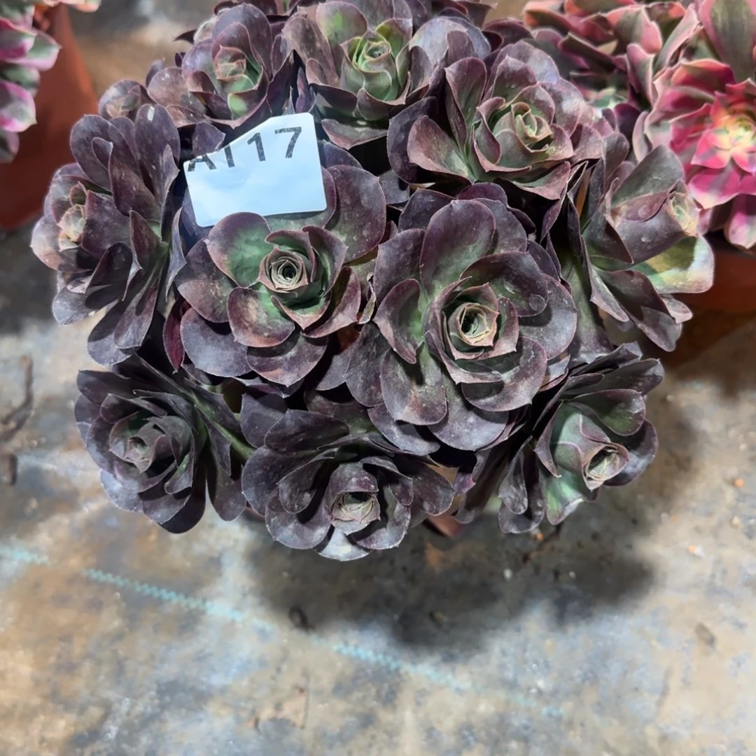 小***绪魅金玫瑰一物一拍117