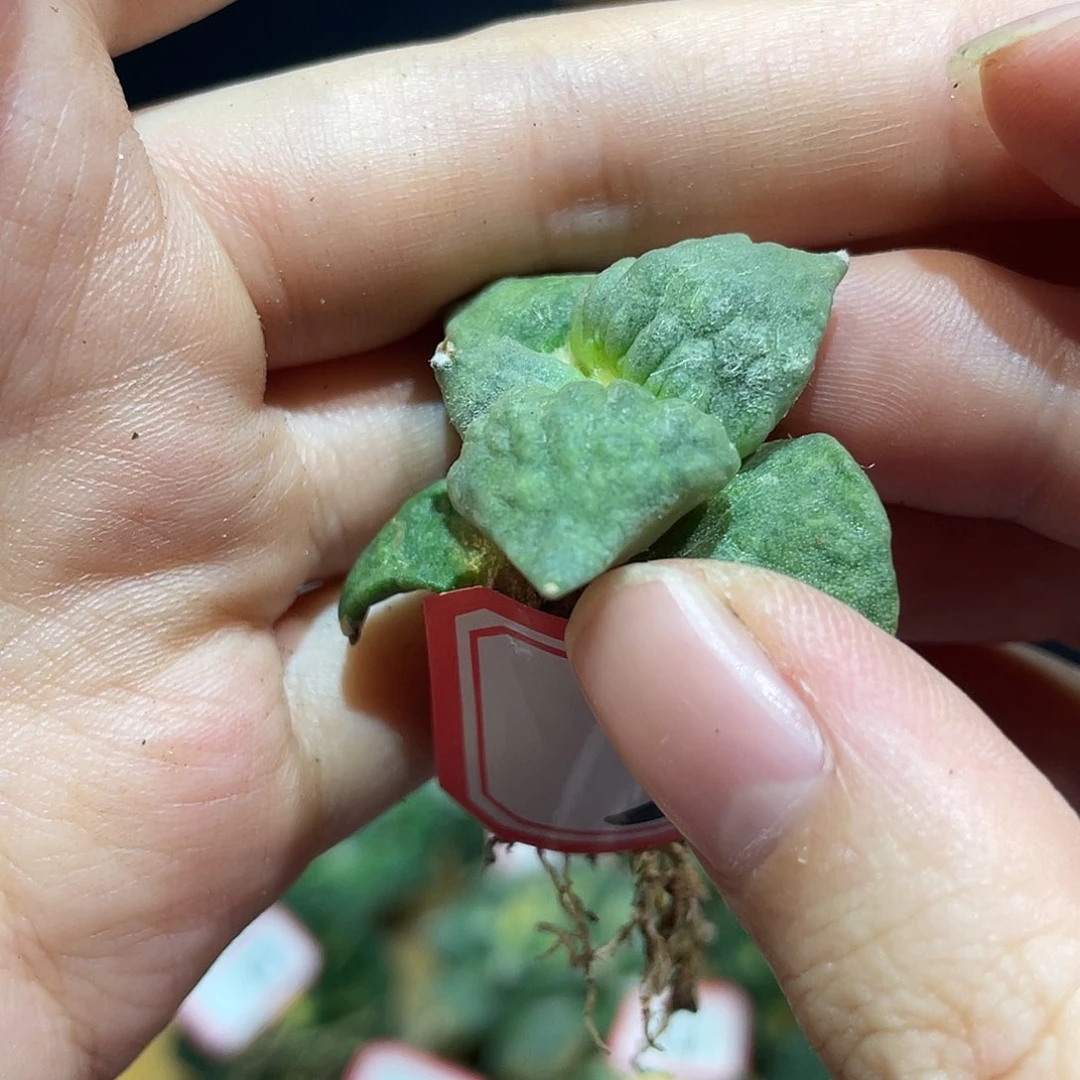 26号自根小小福利怒涛