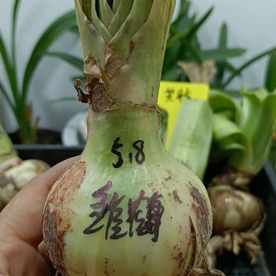 无花朵雏鹤5.8裸球发货