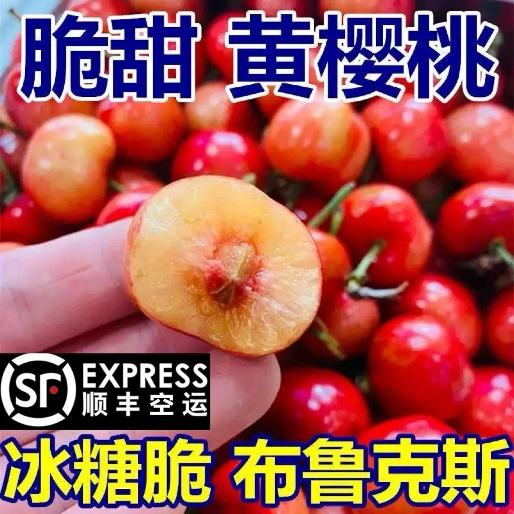 【布鲁克斯】脆甜爆汁山东露天J大樱桃新鲜孕妇水果车厘子1/5斤新鲜水果大樱桃