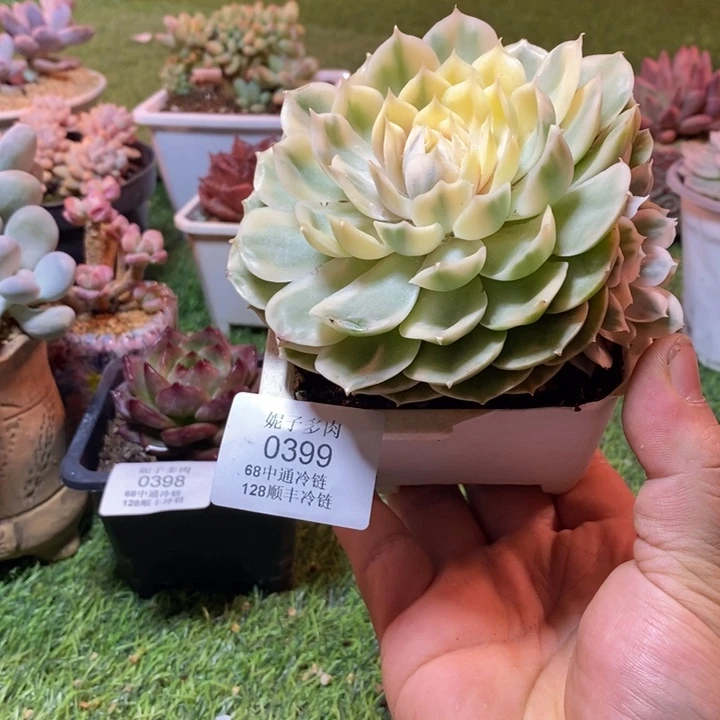 0399啊啊啊啊啊啊啊啊啊啊