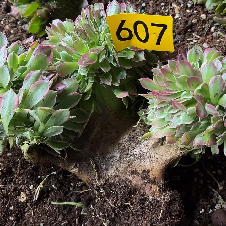 多肉植物福利来607