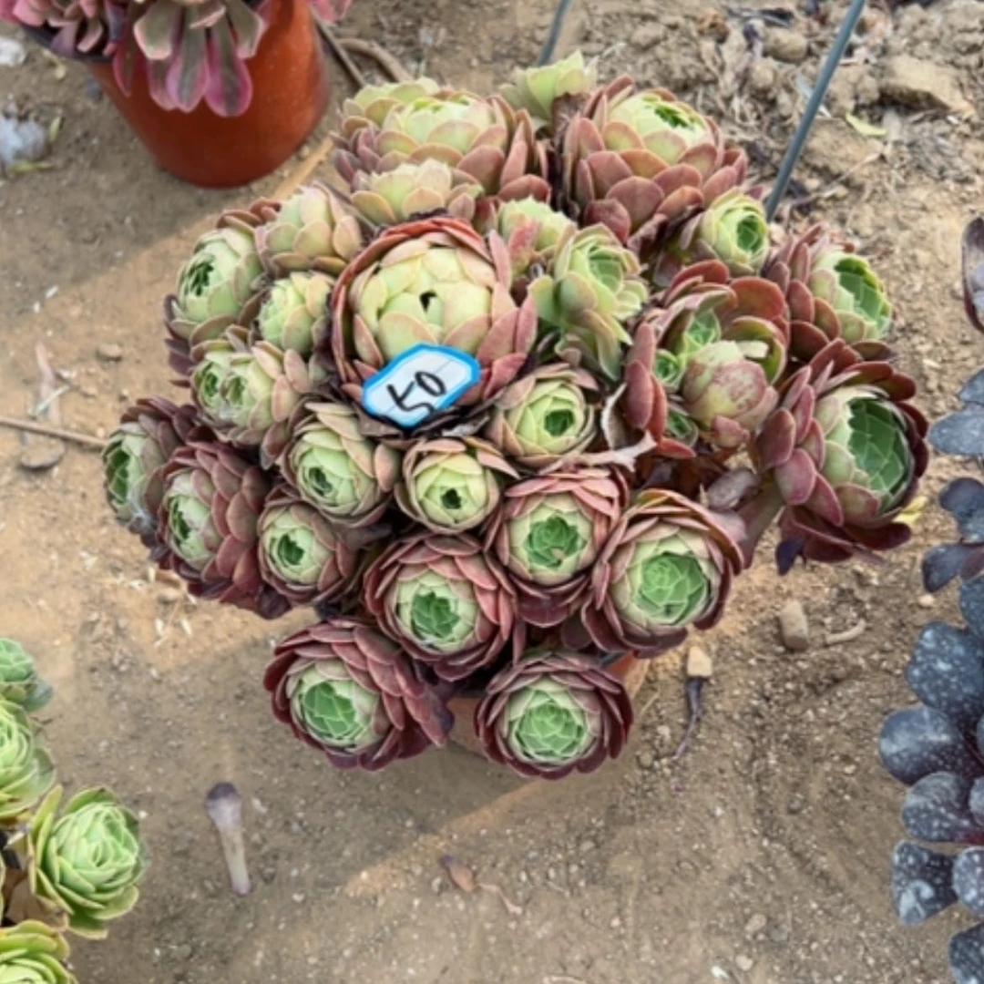 【闪购商品】多肉植物万圣节50