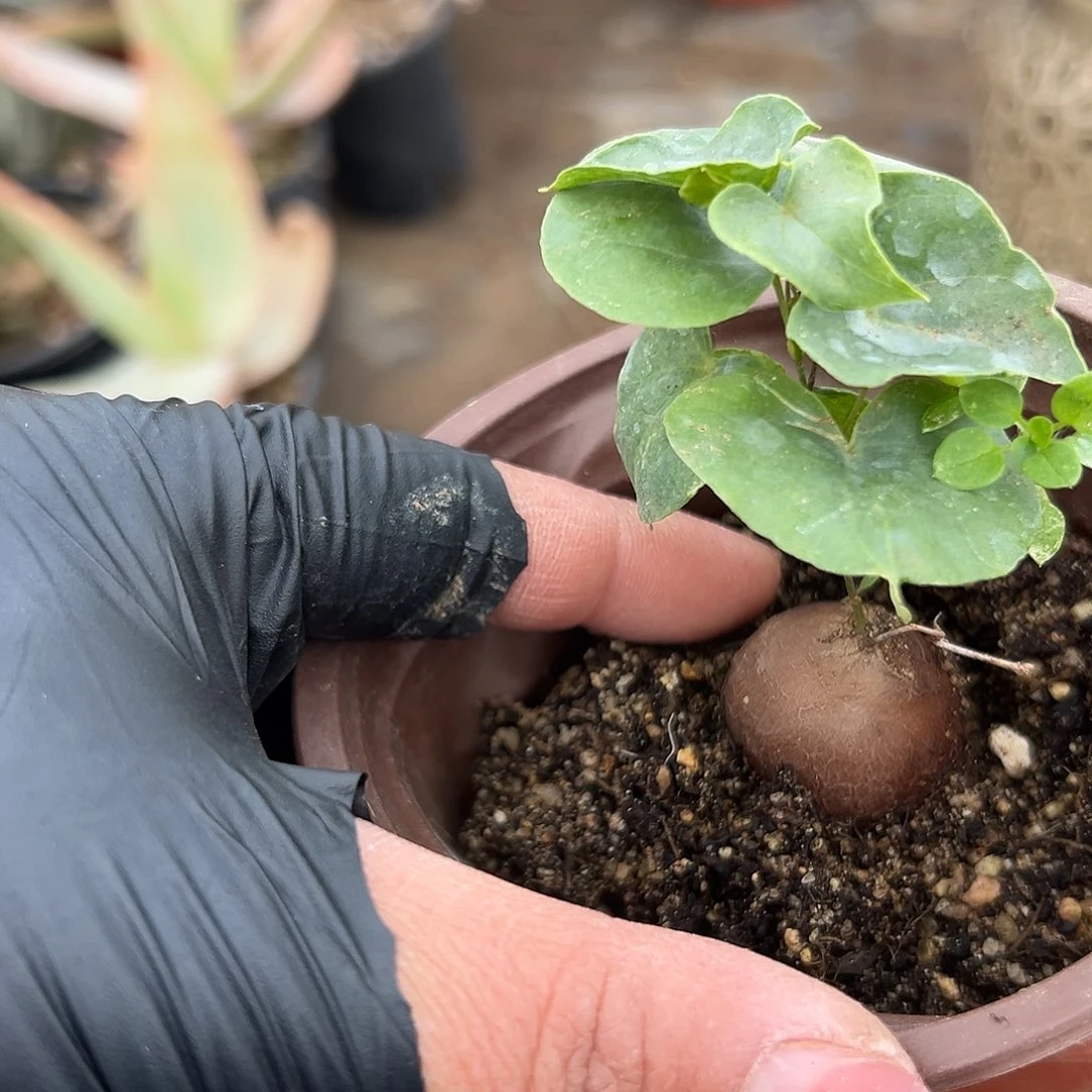 多肉植物龟甲龙咯