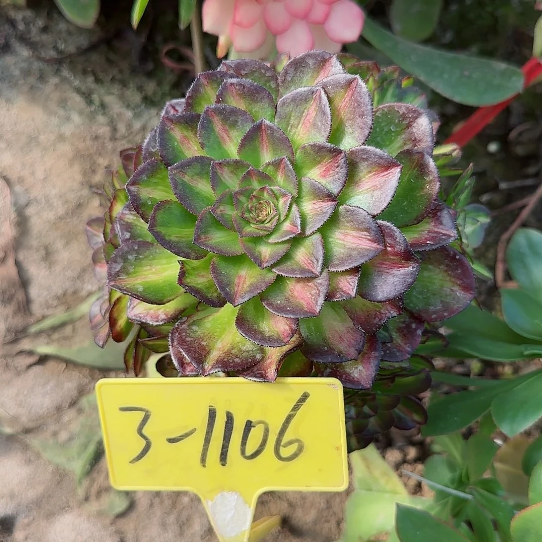 3-1106---海王多肉七彩