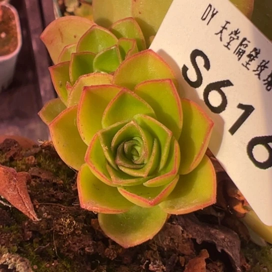 ****来三碗616 若初新白龙侧芽