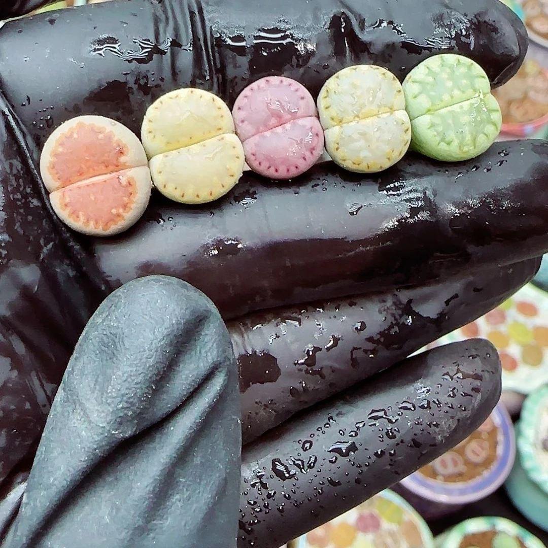 生石花满18包邮1104-28