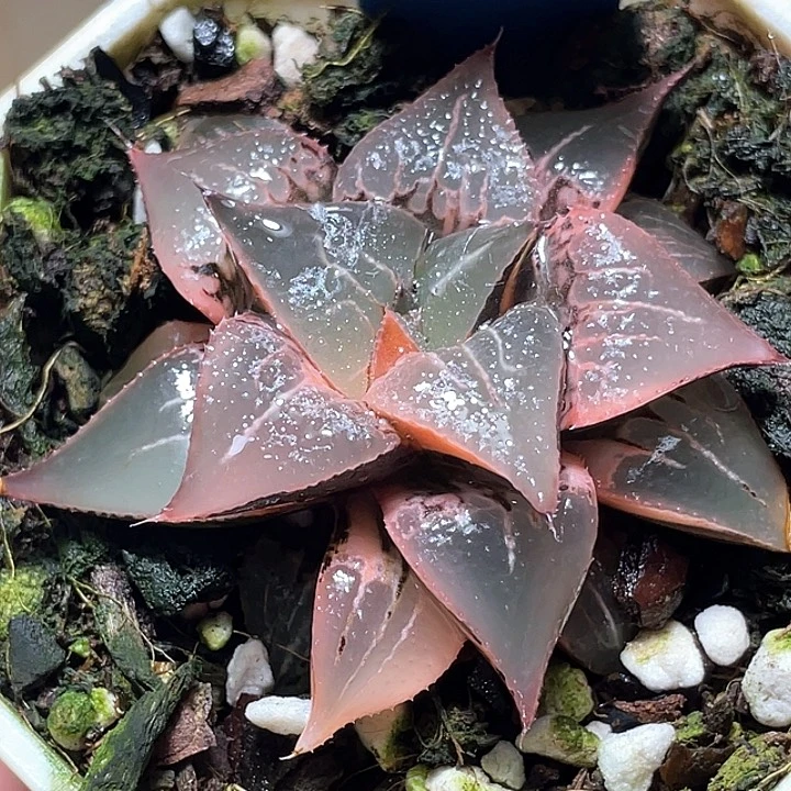 后***知856酒吞锦完美锦一物