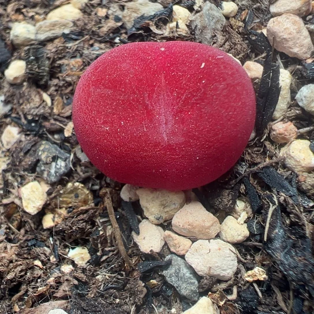 281蟠桃裸根发货