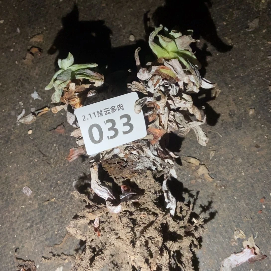 033多肉植物啦啦啦