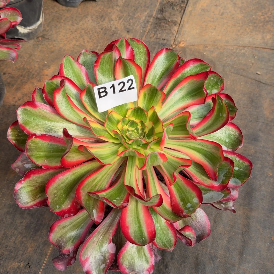 122多肉植物红魔女法师