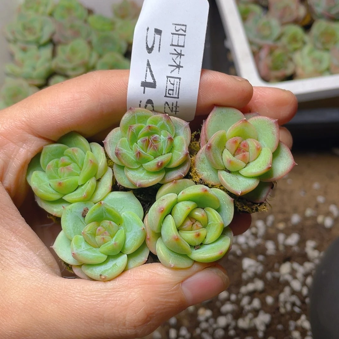 多肉植物多肉植物549