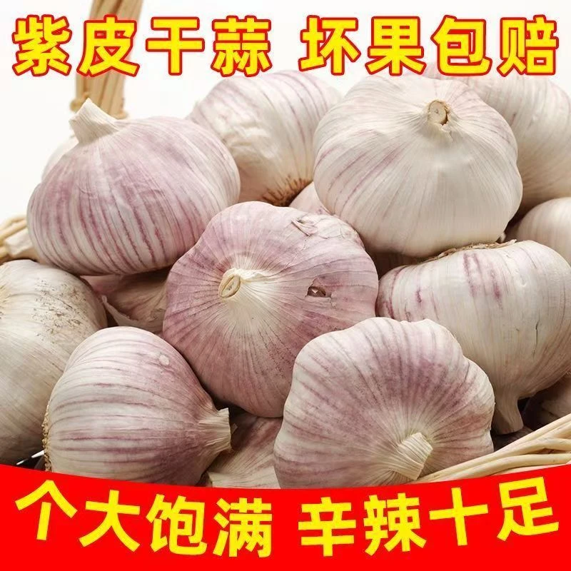 紫皮大蒜新鲜干大蒜现挖香辣饱满可用于辛辣调味