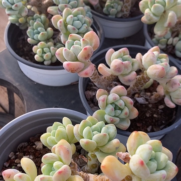 劳尔福利多多去拍