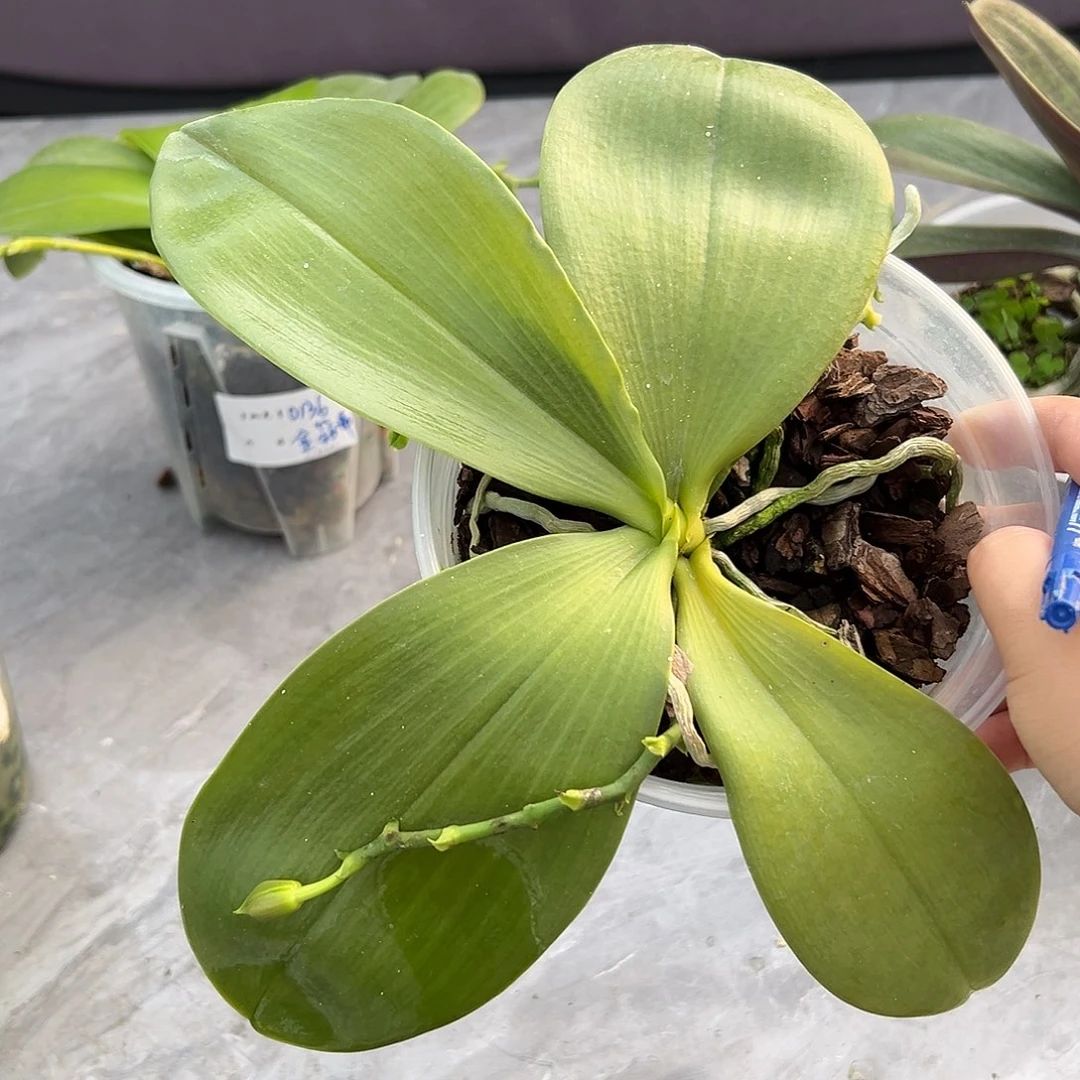 完全开放米库爪哇狗4.5