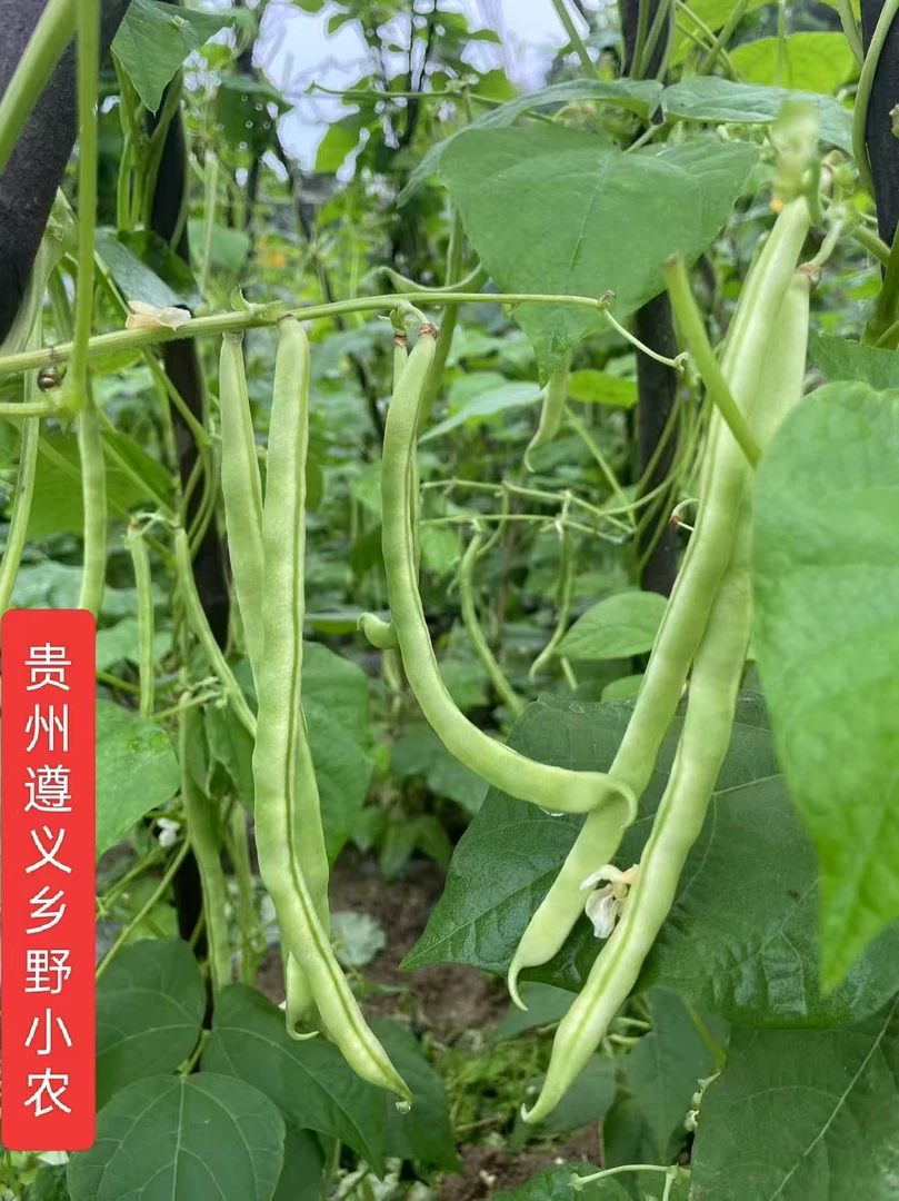贵州高山农家露天种植新鲜现摘现发豆角四季豆3-4泡沫箱加冰包邮