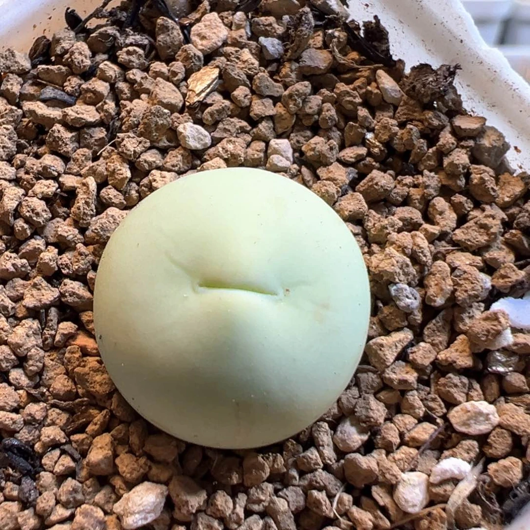 67多肉植物百科鸽子蛋