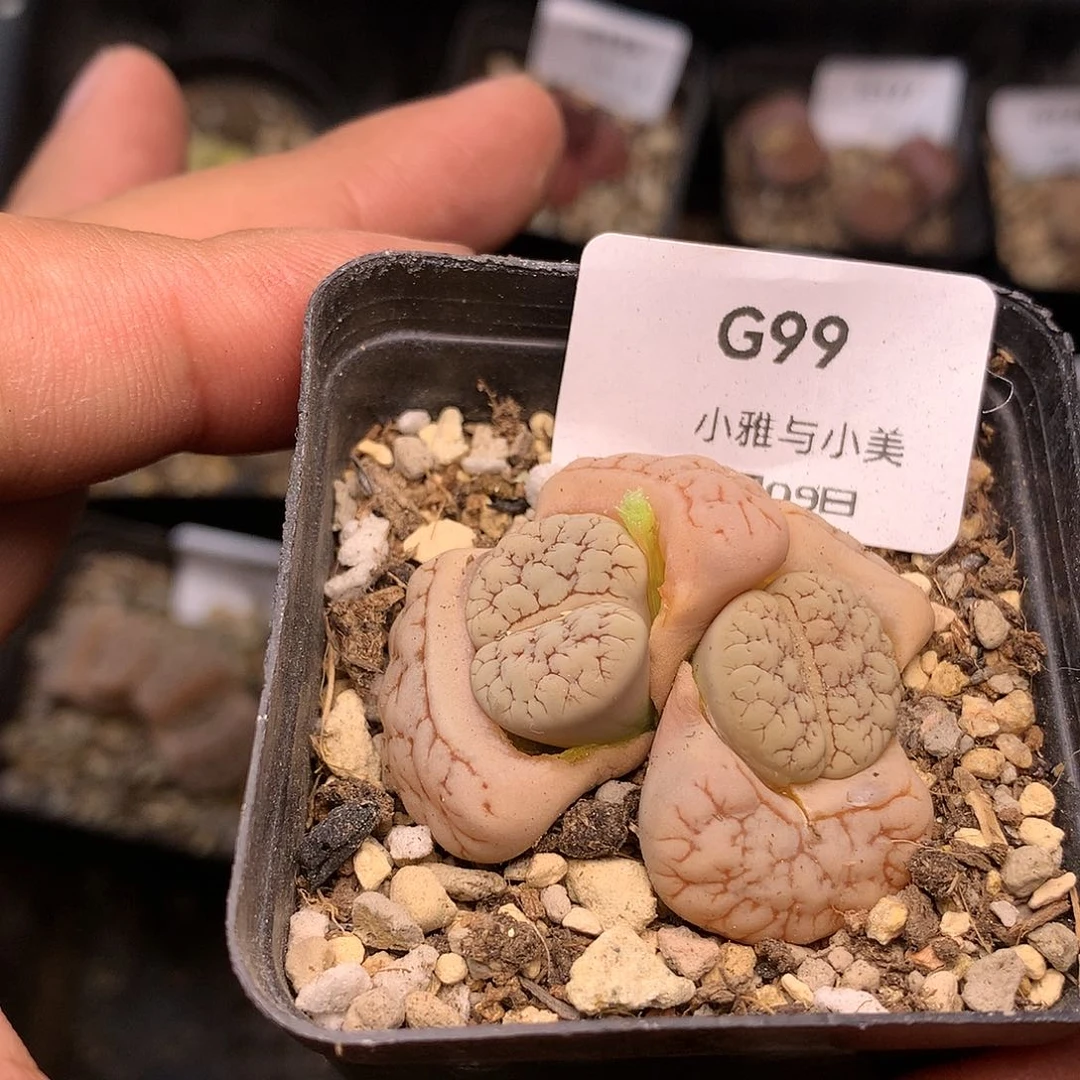 波**席K527多肉植物保护