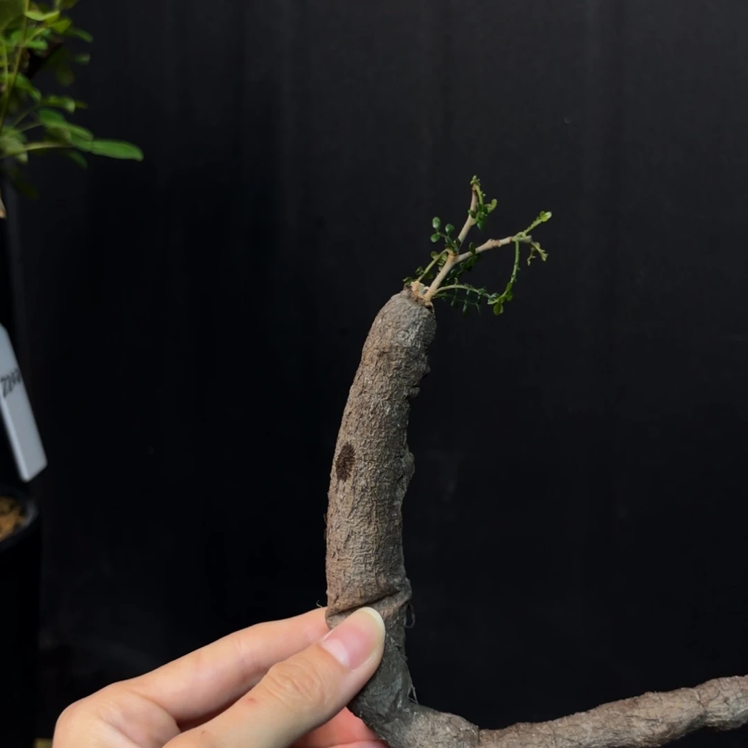 象足漆树根插苗hh