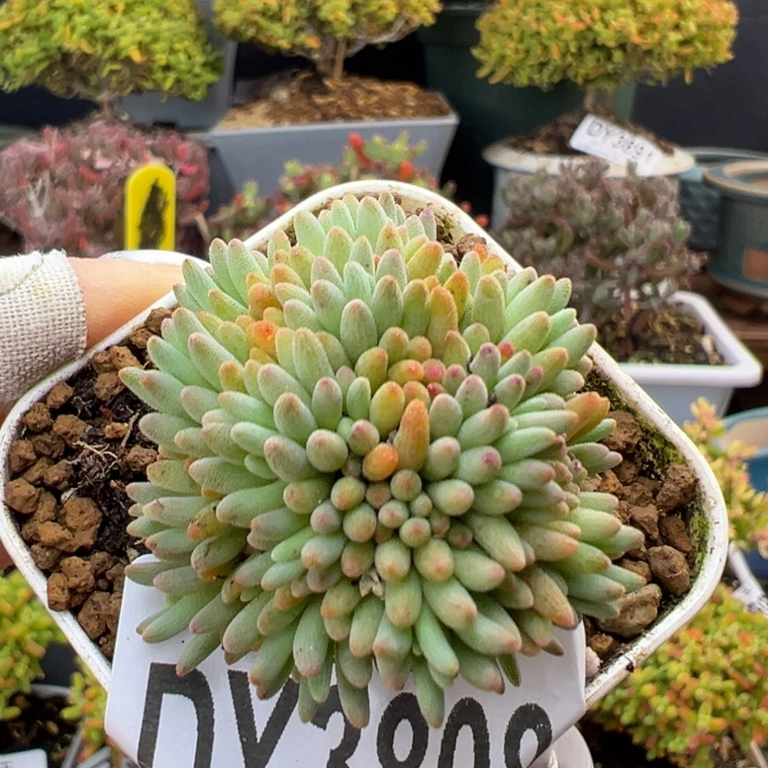 dy3808晶珊瑚冠幅3.5cm